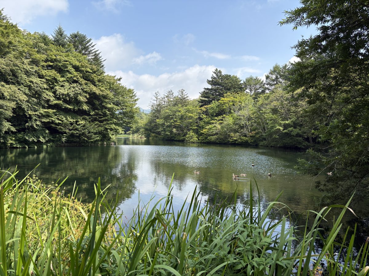 8月の美しい雲場池の風景